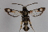  ( - CCDB-14564 H01)  @11 [ ] CreativeCommons - Attribution Non-Commercial Share-Alike (2012) Sesiidae Research Group Sesiidae Research Group