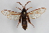  ( - CCDB-04688 B11)  @14 [ ] CreativeCommons - Attribution Non-Commercial Share-Alike (2012) Sesiidae Research Group Sesiidae Research Group