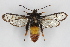  ( - CCDB-04688 B12)  @11 [ ] CreativeCommons - Attribution Non-Commercial Share-Alike (2012) Sesiidae Research Group Sesiidae Research Group