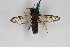  ( - CCDB-04688 C03)  @13 [ ] CreativeCommons - Attribution Non-Commercial Share-Alike (2012) Sesiidae Research Group Sesiidae Research Group