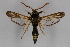  ( - CCDB-04688 D06)  @13 [ ] CreativeCommons - Attribution Non-Commercial Share-Alike (2012) Sesiidae Research Group Sesiidae Research Group