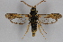  ( - CCDB-04688 D12)  @14 [ ] CreativeCommons - Attribution Non-Commercial Share-Alike (2012) Sesiidae Research Group Sesiidae Research Group