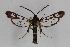  ( - CCDB-04688 E06)  @14 [ ] CreativeCommons - Attribution Non-Commercial Share-Alike (2012) Sesiidae Research Group Sesiidae Research Group