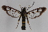  ( - CCDB-04688 E07)  @12 [ ] CreativeCommons - Attribution Non-Commercial Share-Alike (2012) Sesiidae Research Group Sesiidae Research Group