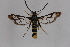  ( - CCDB-04688 F02)  @14 [ ] CreativeCommons - Attribution Non-Commercial Share-Alike (2012) Sesiidae Research Group Sesiidae Research Group