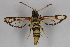  (Bembecia transcaucasicum drusa - CCDB-04688 G03)  @15 [ ] CreativeCommons - Attribution Non-Commercial Share-Alike (2012) Sesiidae Research Group Sesiidae Research Group