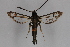  ( - CCDB-04688 H03)  @13 [ ] CreativeCommons - Attribution Non-Commercial Share-Alike (2012) Sesiidae Research Group Sesiidae Research Group