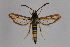  ( - CCDB-14563 A05)  @11 [ ] CreativeCommons - Attribution Non-Commercial Share-Alike (2012) Sesiidae Research Group Sesiidae Research Group