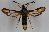  ( - CCDB-14563 A10)  @12 [ ] CreativeCommons - Attribution Non-Commercial Share-Alike (2012) Sesiidae Research Group Sesiidae Research Group