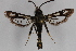  ( - CCDB-14563 B01)  @13 [ ] CreativeCommons - Attribution Non-Commercial Share-Alike (2012) Sesiidae Research Group Sesiidae Research Group