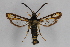  ( - CCDB-14563 B05)  @11 [ ] CreativeCommons - Attribution Non-Commercial Share-Alike (2012) Sesiidae Research Group Sesiidae Research Group