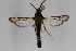  ( - CCDB-14563 B02)  @13 [ ] CreativeCommons - Attribution Non-Commercial Share-Alike (2012) Sesiidae Research Group Sesiidae Research Group