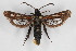  ( - CCDB-14563 B12)  @13 [ ] CreativeCommons - Attribution Non-Commercial Share-Alike (2012) Sesiidae Research Group Sesiidae Research Group