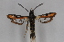  ( - CCDB-14563 D03)  @11 [ ] CreativeCommons - Attribution Non-Commercial Share-Alike (2012) Sesiidae Research Group Sesiidae Research Group