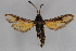  ( - CCDB-14563 D07)  @12 [ ] CreativeCommons - Attribution Non-Commercial Share-Alike (2012) Sesiidae Research Group Sesiidae Research Group