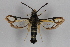  ( - CCDB-14563 D11)  @12 [ ] CreativeCommons - Attribution Non-Commercial Share-Alike (2012) Sesiidae Research Group Sesiidae Research Group