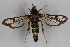  ( - CCDB-14563 E02)  @12 [ ] CreativeCommons - Attribution Non-Commercial Share-Alike (2012) Sesiidae Research Group Sesiidae Research Group