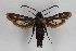  ( - CCDB-14563 E03)  @14 [ ] CreativeCommons - Attribution Non-Commercial Share-Alike (2012) Sesiidae Research Group Sesiidae Research Group