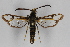  ( - CCDB-14563 E06)  @12 [ ] CreativeCommons - Attribution Non-Commercial Share-Alike (2012) Sesiidae Research Group Sesiidae Research Group