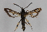  (Bembecia flavida - CCDB-14563 E07)  @14 [ ] CreativeCommons - Attribution Non-Commercial Share-Alike (2012) Sesiidae Research Group Sesiidae Research Group