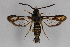  ( - CCDB-14563 F01)  @14 [ ] CreativeCommons - Attribution Non-Commercial Share-Alike (2012) Sesiidae Research Group Sesiidae Research Group