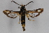  (Bembecia kreuzbergi - CCDB-14563 F04)  @13 [ ] CreativeCommons - Attribution Non-Commercial Share-Alike (2012) Sesiidae Research Group Sesiidae Research Group