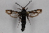  ( - CCDB-14563 H03)  @13 [ ] CreativeCommons - Attribution Non-Commercial Share-Alike (2012) Sesiidae Research Group Sesiidae Research Group