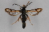  ( - CCDB-14563 H07)  @14 [ ] CreativeCommons - Attribution Non-Commercial Share-Alike (2012) Sesiidae Research Group Sesiidae Research Group