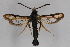  ( - CCDB-14563 H09)  @13 [ ] CreativeCommons - Attribution Non-Commercial Share-Alike (2012) Sesiidae Research Group Sesiidae Research Group