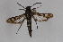  ( - CCDB-14563 G09)  @13 [ ] CreativeCommons - Attribution Non-Commercial Share-Alike (2012) Sesiidae Research Group Sesiidae Research Group