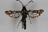  ( - CCDB-14563 G11)  @13 [ ] CreativeCommons - Attribution Non-Commercial Share-Alike (2012) Sesiidae Research Group Sesiidae Research Group