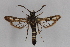  (Dipchasphecia altaica - CCDB-14563 G10)  @11 [ ] CreativeCommons - Attribution Non-Commercial Share-Alike (2012) Sesiidae Research Group Sesiidae Research Group