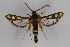  ( - CCDB-14565 A05)  @11 [ ] CreativeCommons - Attribution Non-Commercial Share-Alike (2012) Sesiidae Research Group Sesiidae Research Group