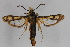  ( - CCDB-14565 A06)  @13 [ ] CreativeCommons - Attribution Non-Commercial Share-Alike (2012) Sesiidae Research Group Sesiidae Research Group