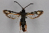  (Bembecia cf. auricaudata - CCDB-14564 H06)  @13 [ ] CreativeCommons - Attribution Non-Commercial Share-Alike (2012) Sesiidae Research Group Sesiidae Research Group