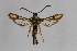  ( - CCDB-14565 B07)  @13 [ ] CreativeCommons - Attribution Non-Commercial Share-Alike (2012) Sesiidae Research Group Sesiidae Research Group