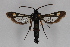  ( - CCDB-14565 C01)  @12 [ ] CreativeCommons - Attribution Non-Commercial Share-Alike (2012) Sesiidae Research Group Sesiidae Research Group