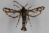  ( - CCDB-14565 C04)  @14 [ ] CreativeCommons - Attribution Non-Commercial Share-Alike (2012) Sesiidae Research Group Sesiidae Research Group