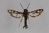  ( - CCDB-14565 C07)  @13 [ ] CreativeCommons - Attribution Non-Commercial Share-Alike (2012) Sesiidae Research Group Sesiidae Research Group