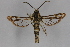  ( - CCDB-14565 C06)  @13 [ ] CreativeCommons - Attribution Non-Commercial Share-Alike (2012) Sesiidae Research Group Sesiidae Research Group