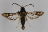  ( - CCDB-14565 C08)  @11 [ ] CreativeCommons - Attribution Non-Commercial Share-Alike (2012) Sesiidae Research Group Sesiidae Research Group