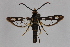  ( - CCDB-14565 C11)  @13 [ ] CreativeCommons - Attribution Non-Commercial Share-Alike (2012) Sesiidae Research Group Sesiidae Research Group