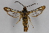  ( - CCDB-14565 D08)  @14 [ ] CreativeCommons - Attribution Non-Commercial Share-Alike (2012) Sesiidae Research Group Sesiidae Research Group