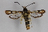  ( - CCDB-14565 E09)  @12 [ ] CreativeCommons - Attribution Non-Commercial Share-Alike (2012) Sesiidae Research Group Sesiidae Research Group