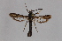  ( - CCDB-14565 F03)  @13 [ ] CreativeCommons - Attribution Non-Commercial Share-Alike (2012) Sesiidae Research Group Sesiidae Research Group