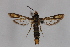  ( - CCDB-14565 H01)  @11 [ ] CreativeCommons - Attribution Non-Commercial Share-Alike (2012) Sesiidae Research Group Sesiidae Research Group