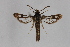  ( - CCDB-14565 F12)  @13 [ ] CreativeCommons - Attribution Non-Commercial Share-Alike (2012) Sesiidae Research Group Sesiidae Research Group