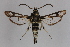  ( - CCDB-14565 G01)  @12 [ ] CreativeCommons - Attribution Non-Commercial Share-Alike (2012) Sesiidae Research Group Sesiidae Research Group