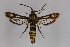  ( - CCDB-14565 G05)  @13 [ ] CreativeCommons - Attribution Non-Commercial Share-Alike (2012) Sesiidae Research Group Sesiidae Research Group