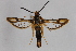  ( - CCDB-14565 H06)  @13 [ ] CreativeCommons - Attribution Non-Commercial Share-Alike (2012) Sesiidae Research Group Sesiidae Research Group